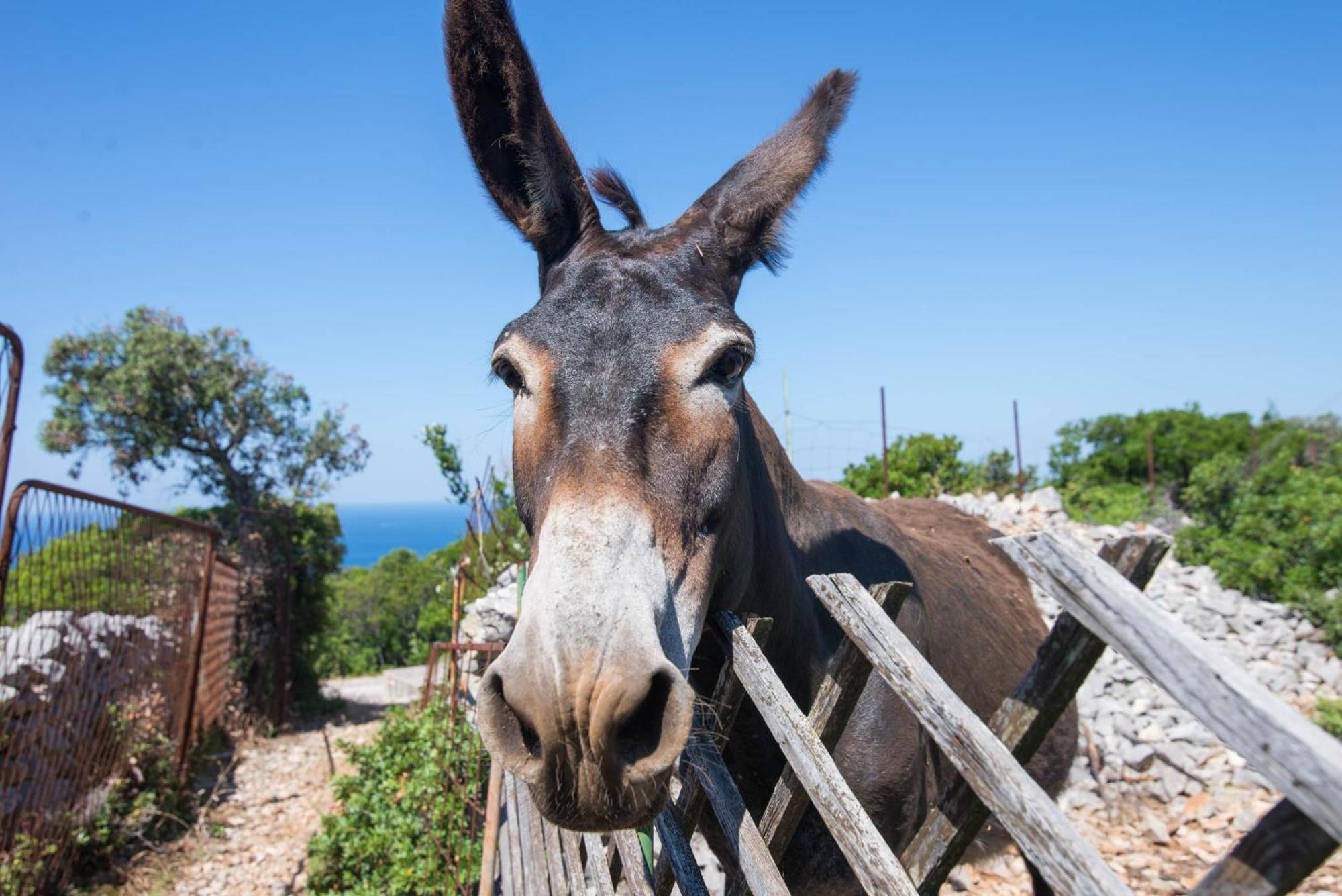 Apartament App Bonic Veli Lošinj Zewnętrze zdjęcie