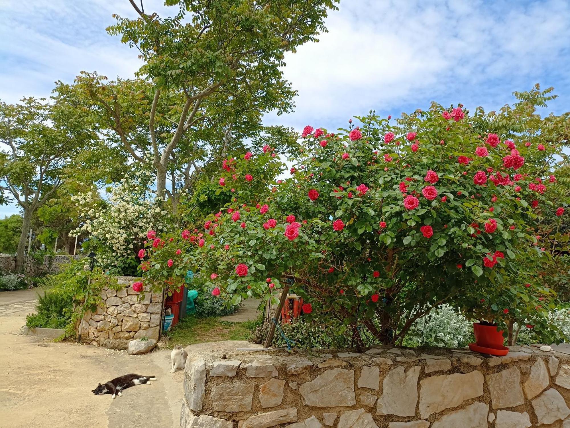 Apartament App Bonic Veli Lošinj Zewnętrze zdjęcie